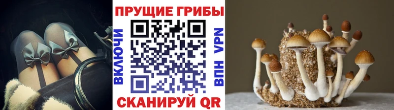 Псилоцибиновые грибы GOLDEN TEACHER  купить закладку  Луга 